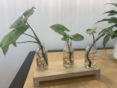 Growing Plants